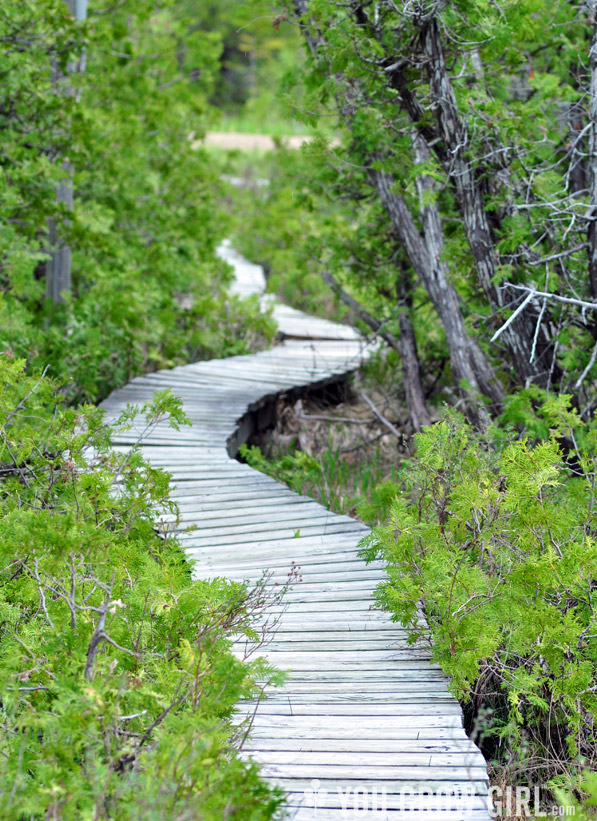 Petrel Point Fen, Bruce Peninsula