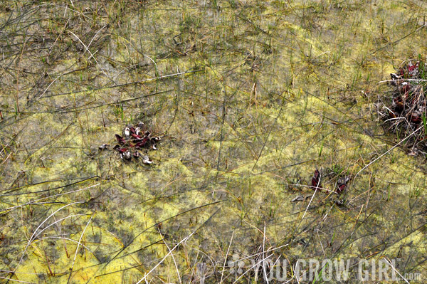 Petrel Point Fen, Sarracenia