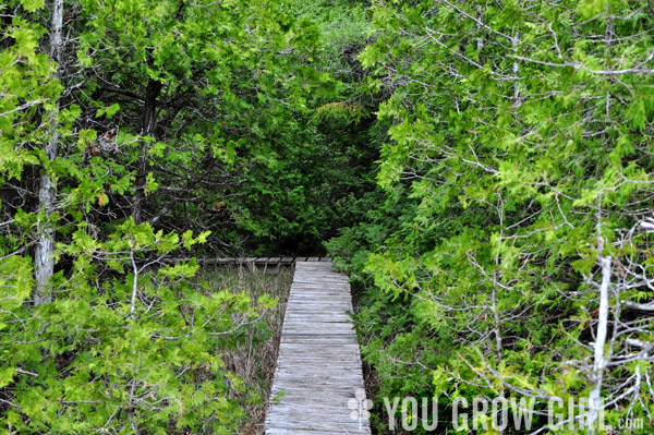 Petrel Point Fen, Bruce Peninsula