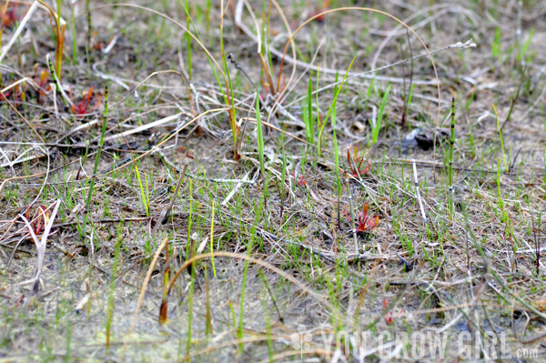 Petrel Point Fen, Bruce Peninsula, Sundew