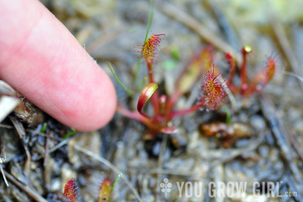 Petrel Point, Sundew