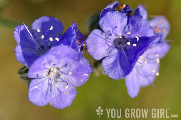 phacelia distans