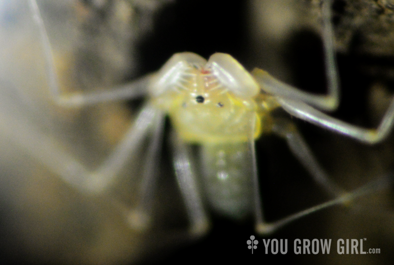 Phrynus barbadensis after moulting close up