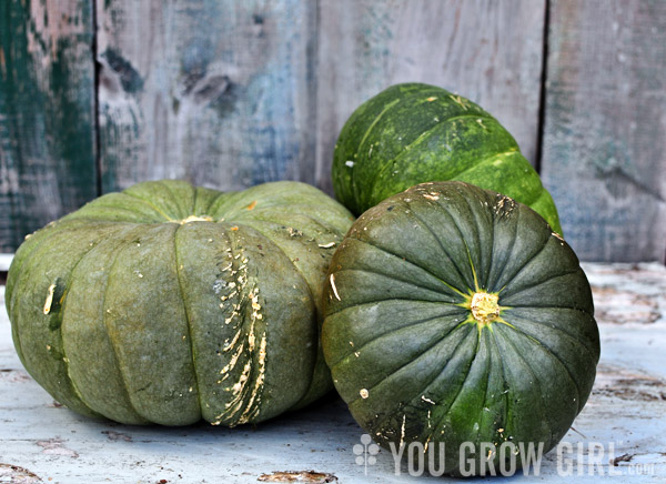 Pilar Winter Squash aka Zapallito Redondo de Tronco