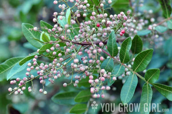 Brazilian pink pepper tree Schinus terebinthifolius