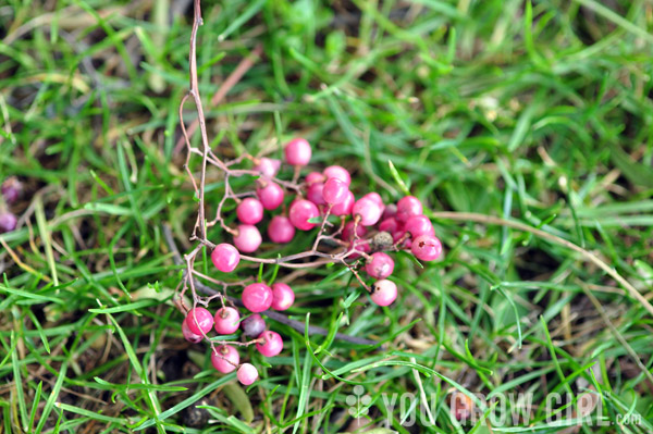 Pink Peppercorns