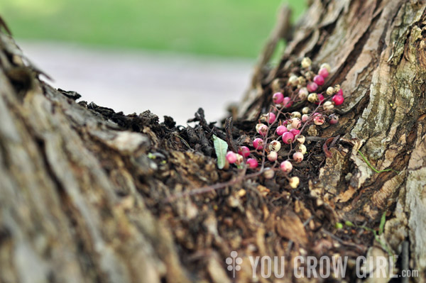 Pink Peppercorns