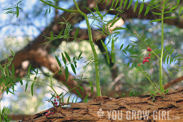 Peruvian Pink Pepper Tree Schinus molle