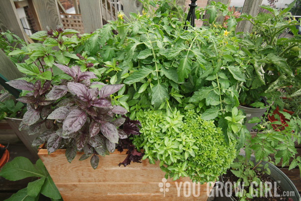 planter_drawers_basil