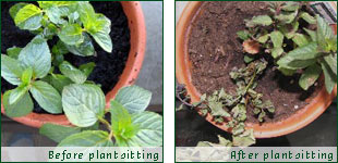 plantsitter2