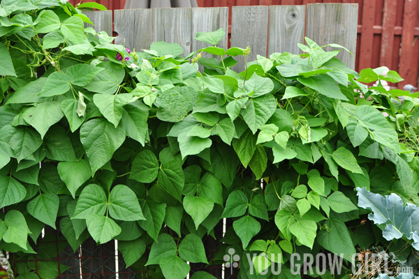 Pole Beans growing in my urban garden