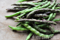 Rattlesnake Pole Beans