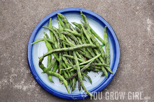 Rattlesnake Pole Beans