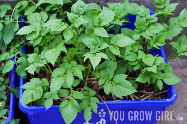 Potatoes Grown in a Recycling Bin