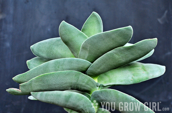 propeller plant  Crassula falcata