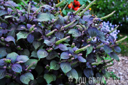 Purple Perilla aka Shiso