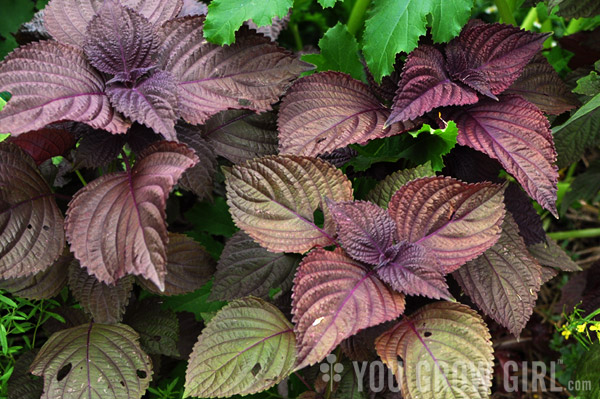 purple shiso aka perilla