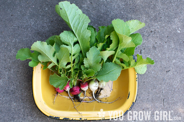 radish thinnings from the garden