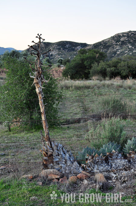 rancho_hike_agave2