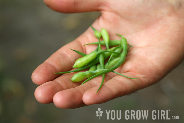 Rat Tail Radish Seed Pods