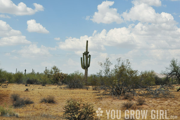 saguaro cactus