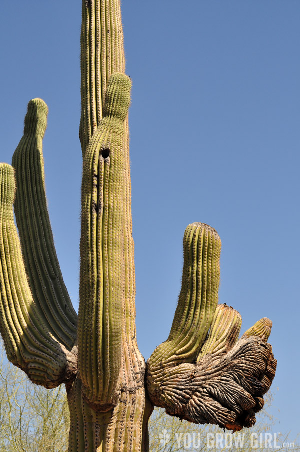 saguaro faciated