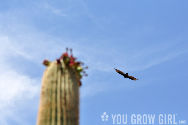 saguaro and turkey vulture