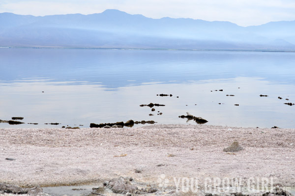 The Salton Sea