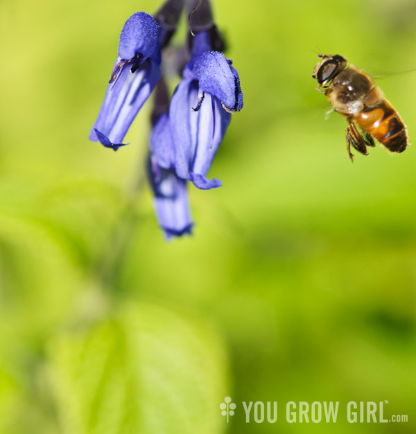 Hummingbird Sage (Salvia guaranitica)