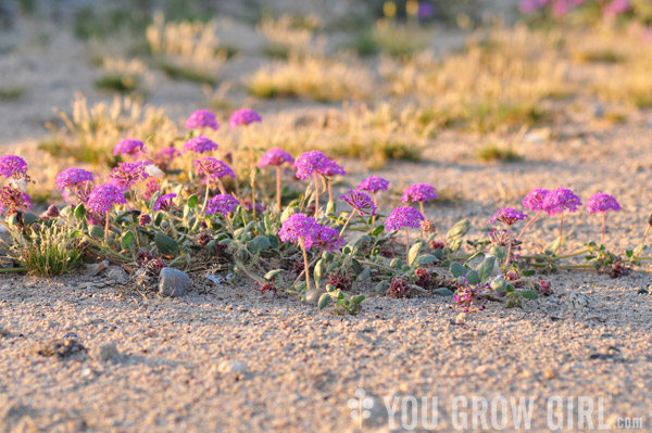 sand verbena