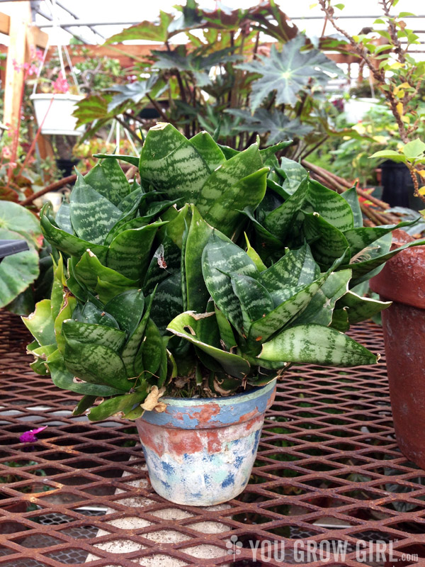 Community Greenhouse