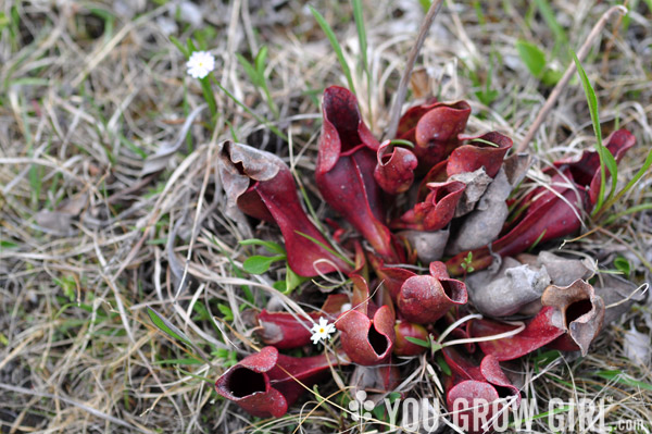 Sarracenia purpurea