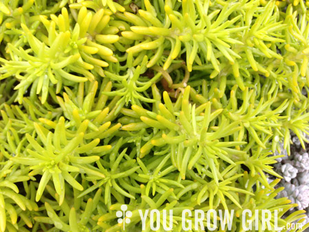 sedum_angelina