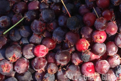 serviceberries aka sasaskatoon berries juneberries