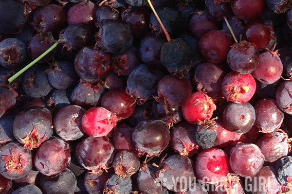 serviceberries aka sasaskatoon berries juneberries