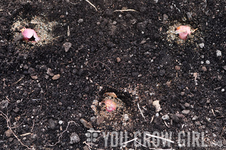 How to Plant Shallot Sets