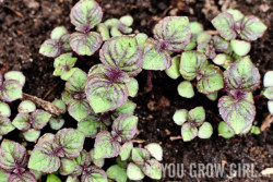 Shiso aka Perilla Seedlings