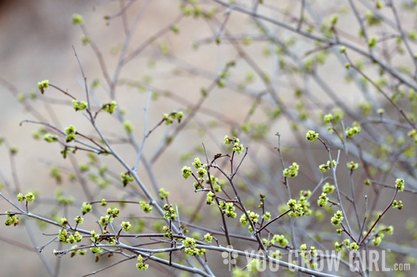 skunkbush flowers