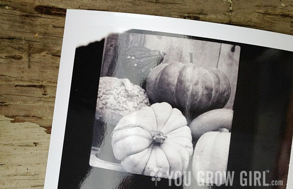 Pumpkins Polaroid