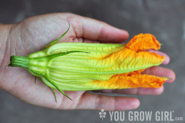 Squash Flower