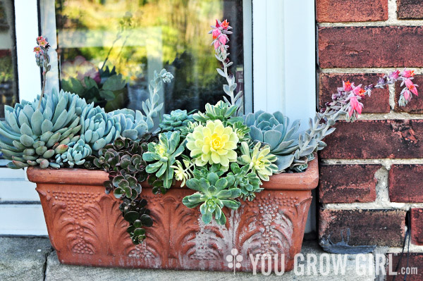 Succulents in a Window Box