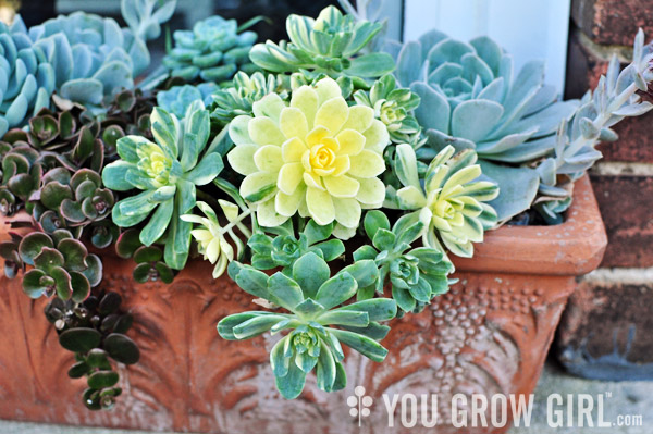 Succulents in a Window Box