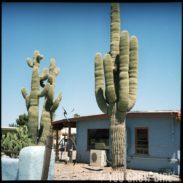 Old Motel Saguaro