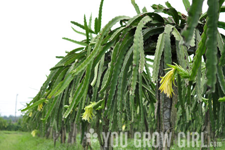 Dragon Fruit, Thailand