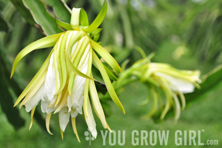 Dragon Fruit Flower