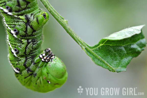 tobacco hornworm