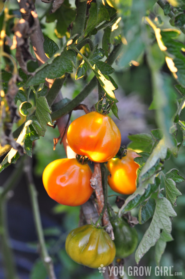 tomato_piedmont