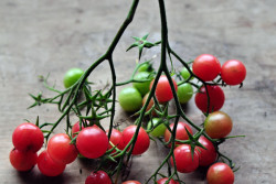 Rose Quartz Multiflora Tomato