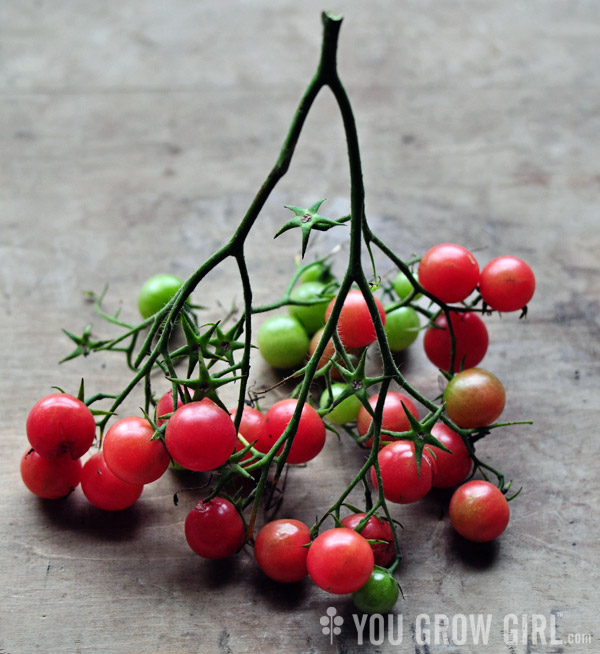 Rose Quartz Multiflora Tomato