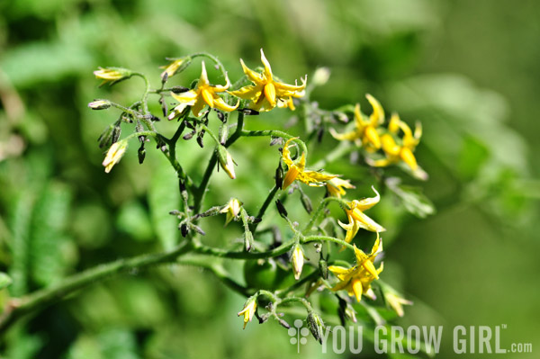 Rose Quartz Multiflora Tomato Flowers